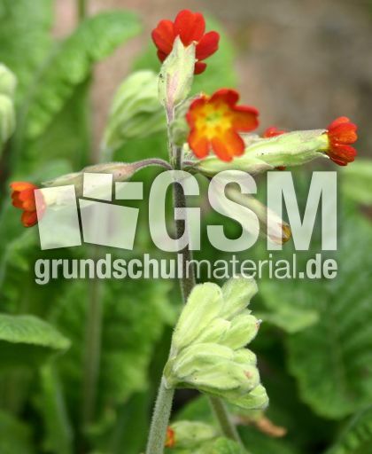Schlüsselblume-rot-3.jpg